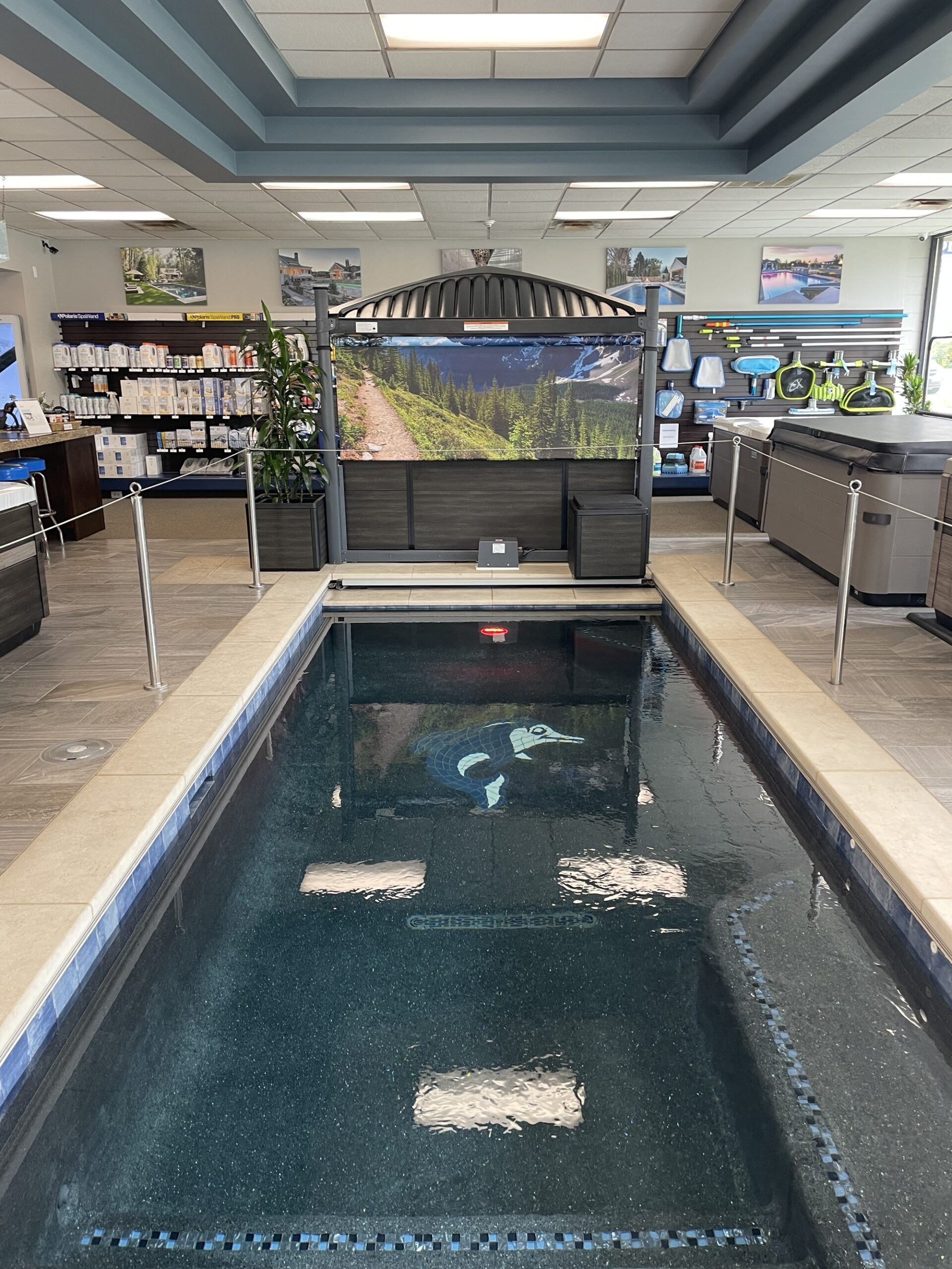 Dolphin pools and spas custom pool scaled (1)